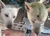 안 그래도 더운 '대프리카'에서... 실외기 15대 사이 '1평' 공간에 방치된 백구