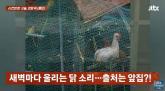 강남 주택가서 닭 키우는 이웃... '꼬끼오' 소리에 항의했더니 '일찍 깨워줘도 문제냐' (영상)