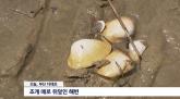 현지인도 보고 놀랐다는 수백 미터 걸쳐 죽은 조개 떼... 부산에 무슨 일이