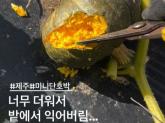 '수확하러 갔더니 구수한 냄새가'... 미니 단호박까지 익어버린 제주 폭염 상황 (영상)