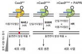 '유전자 가위'로 암세포 직접 잘라 죽인다... 새 치료법 가능성
