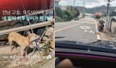고흥서 오토바이에 반려견 매달고 3km 내달린 70대, 동물학대 혐의로 고발