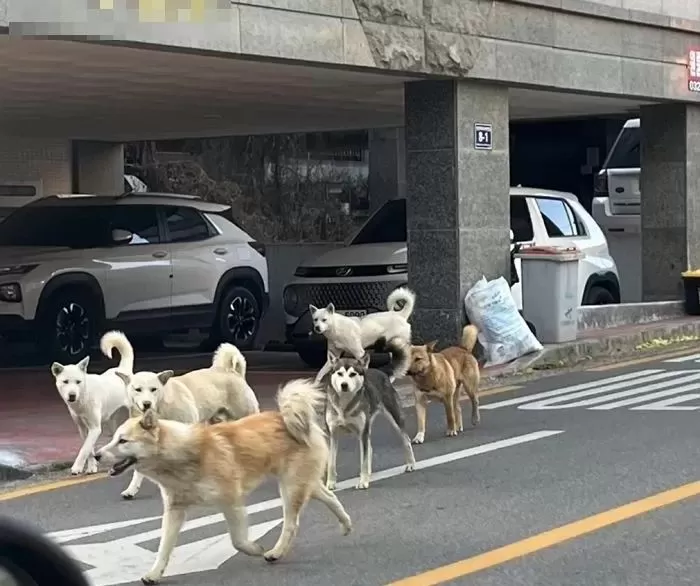 들개한테 잡아먹힐 뻔한 동네 할머니 구하려다 큰 부상당한 댕댕이