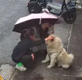 순둥순둥 해보이는 강아지 귀엽다고 함부로 쓰다듬다가 갑자기 물어뜯긴 여성