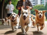 목줄없이 반려견 3마리 산책시키다 시민 공격... '잘못 없다' 법정서 따지던 견주, 이런 결말 맞았다