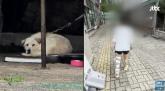 카센터에 묶여 있던 대형견에 '개물림 사고' 당해... '전치 6주 중상을 입었습니다' (영상)