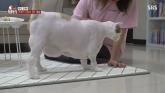 '동물농장'에 등장한 초대형 뚱냥이 '연두'... 14kg 몸무게에 수의사도 당황했다