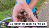 저녁 때마다 공원 나타나는 중국인들... '이것' 먹으려고 채집해 (영상)