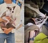 '절대 조심하세요' 공효진, 반려견 '요지' 공한 무빙워크서 발톱 부상... 주의 당부